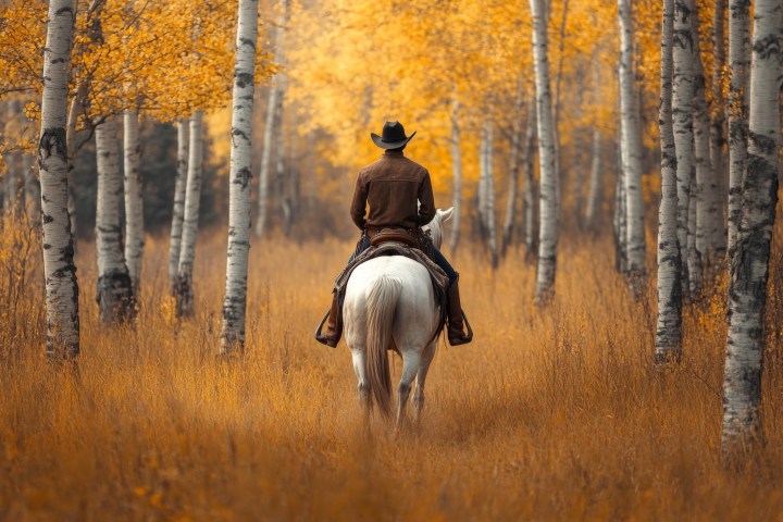 a man riding a horse in aspen trees
