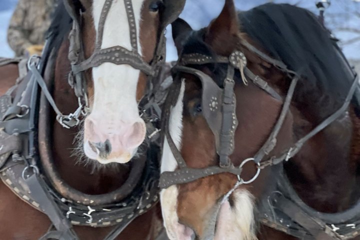 Clydesdale Horse Drawn Sleigh Ride