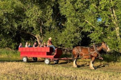 Clydesdale horses pulling a wagon