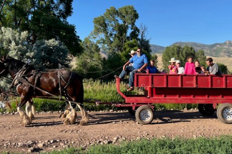 a man riding a horse drawn carriage