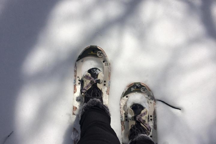 a bird that is standing in the snow