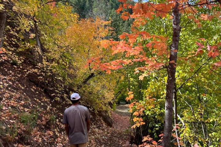 a man hiking in the forest will fall colors