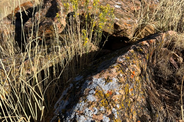 a tree with a mountain in the background