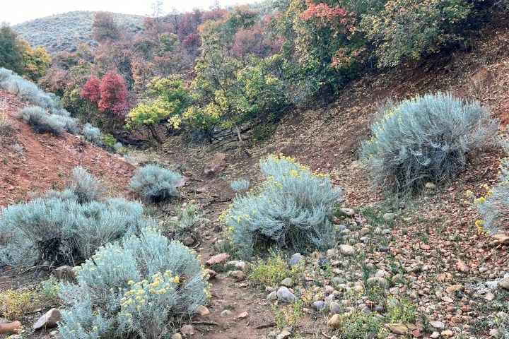 a close up of a flower garden